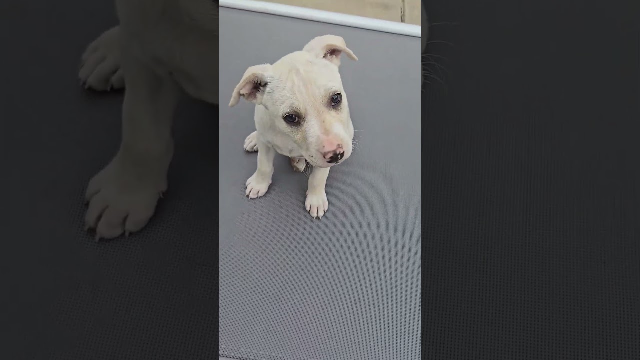 Juneau, a Adoptable mixed breed in Evergreen, CO video 1/6