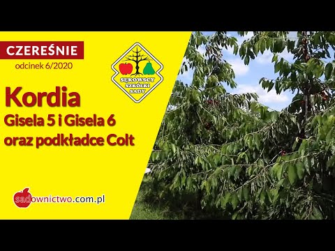 🍒 Czereśnie 2020: Kordia na Giseli 5, Giseli 6 oraz podkładce Colt - [odcinek 6/12]
