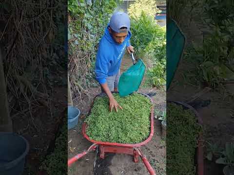Azolla untuk pakan ikan