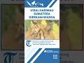 Viral Video Harimau Sumatera Direkam Warga, BKSDA Sumut Pastikan Bukan di Hutan TNGL