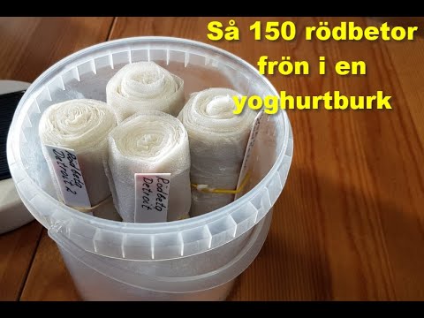 , title : 'Så 150 rödbetor frön i en yoghurtburk, Del 1'