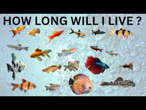 HOW LONG DO "TROPICAL FISH "LIVE.