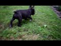 French Bulldog dogs for sale: Brady - Video 1