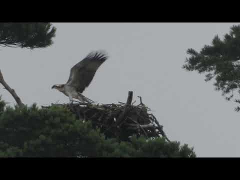 "Fishy", the Bunarkaig osprey chick, practices his wing flapping