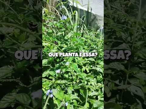 QUE PLANTA É ESSA? #6