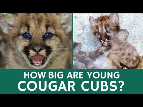 How Big are Cougar Cubs and When Do Puma Babies Reach Maturity?