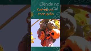 Sofreu ou corrupio # SHORTS #sofreu #educaoecincia