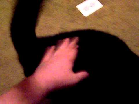 Mitty Brings Me His Rat!