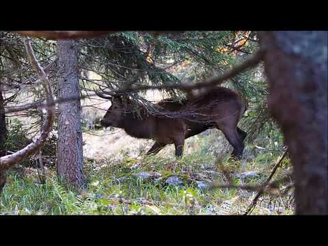 Brame du Cerf  Septembre 2017