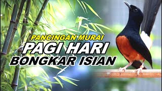 Download lagu 🔴 LIVE 10 - Pancingan Murai Batu Malam Hari Full Isian Tembakan Panjang Murai Apapun Pasti Nyaut mp3