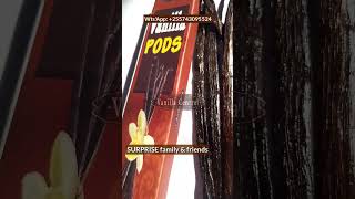 Download lagu Vanilla Beans Spice a Best gift from AFRICA SAFARI mp3 Download lagu Vanilla Beans Spice a Best gift from AFRICA SAFARI mp3