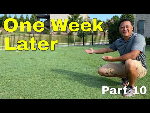 [TOP DRESSING RESULTS] How to FIX an UGLY LAWN | Golf Course Lawn RENOVATION