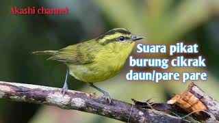 Download lagu Suara pikat burung cikrak daun/pare pare mp3 mp3 Download lagu Suara pikat burung cikrak daun/pare pare mp3 mp3
