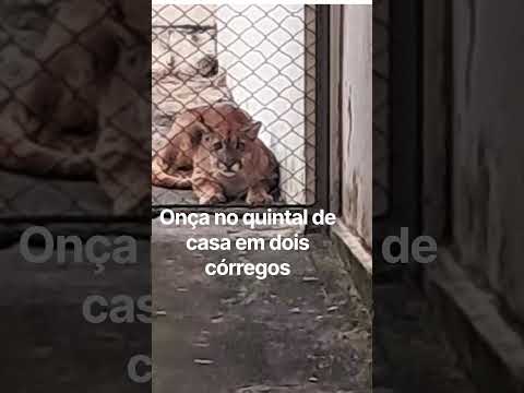 onça encontrada no quintal de casa em dois córregos sp