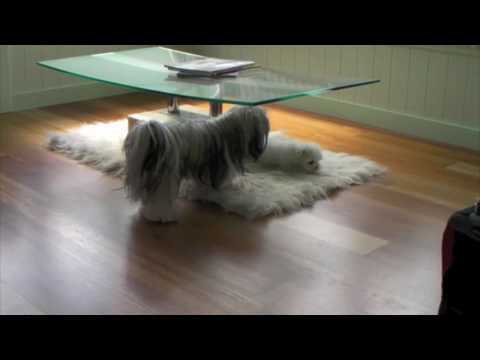 Havanese vs Maltese