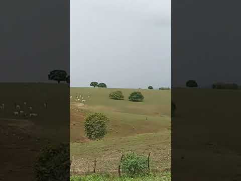 chuva muita em campo grande alagoas #roça #fazenda #lavoura #vidanaroça #agro #nature #sitio #chuva