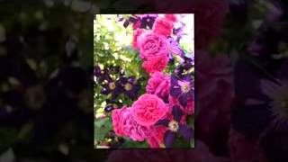 hazırlayan türk oglu dılo dılo nolacak