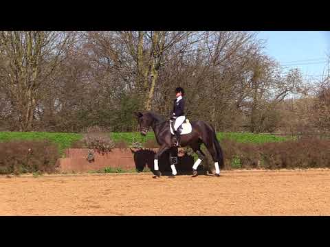 Sister Act - Stute - 2014 geboren (Sir Calypso x Wenzel I)