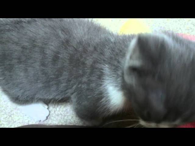 はじめてのブラッシング