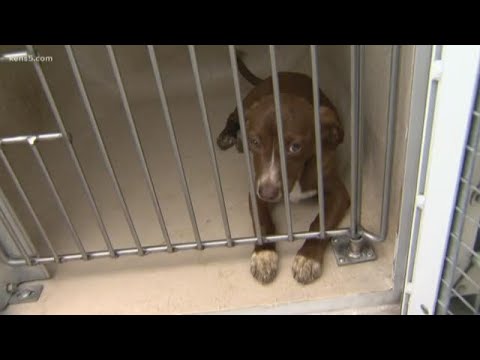 Humane Society taking care of dozens more dogs and puppies after big rescue