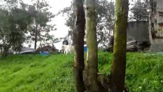 Dixie The Runaway Pony