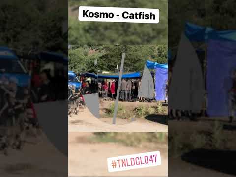 TNLDGL047 - Kosmo "Catfish"