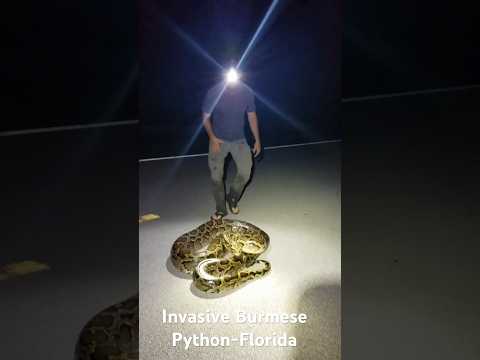 Invasive Python Florida #florida #burmesepythons #invasivespecies