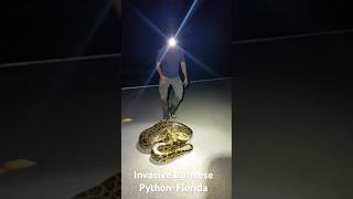 Invasive Python Florida #florida #burmesepythons #invasivespecies