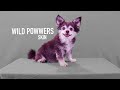 WILD POWWERS Skin