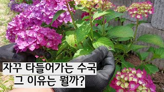 수국이 타들어가는 이유들