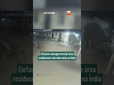 Elefante selvagem invade área residencial e derruba moto na Índia