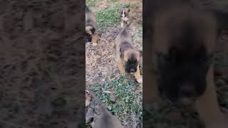 Anatolian Shepherd Puppies Videos