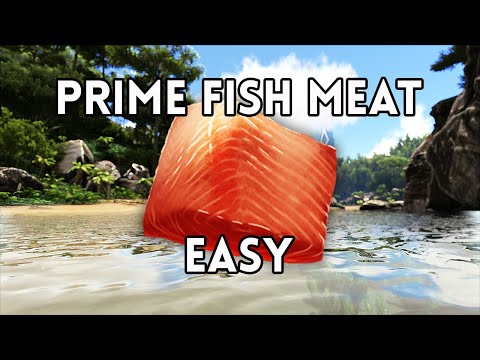 YouTube video about: Where to get raw prime fish meat ark?