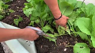 My mom's rooftop garden