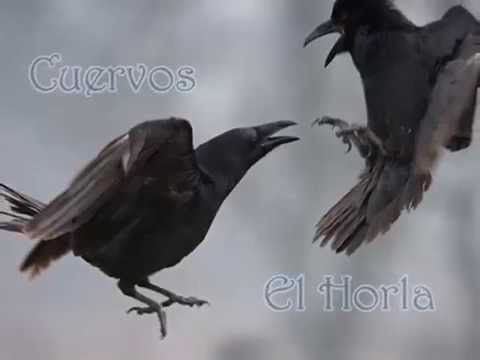Cuervos  -  El Horla