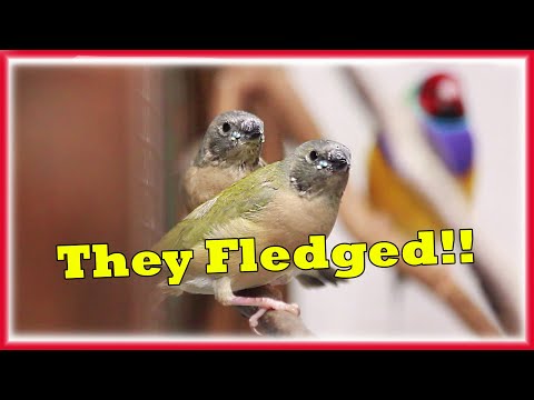 Gouldian Finch Chicks FLEDGED 🐥And More Eggs HATCHED🐣