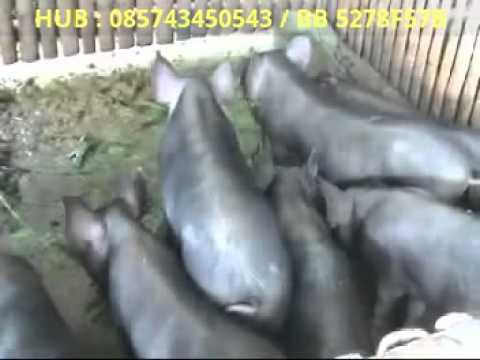 Bagaimana merangsang video cepat wanita Semua jenis operasi untuk meningkatkan penis