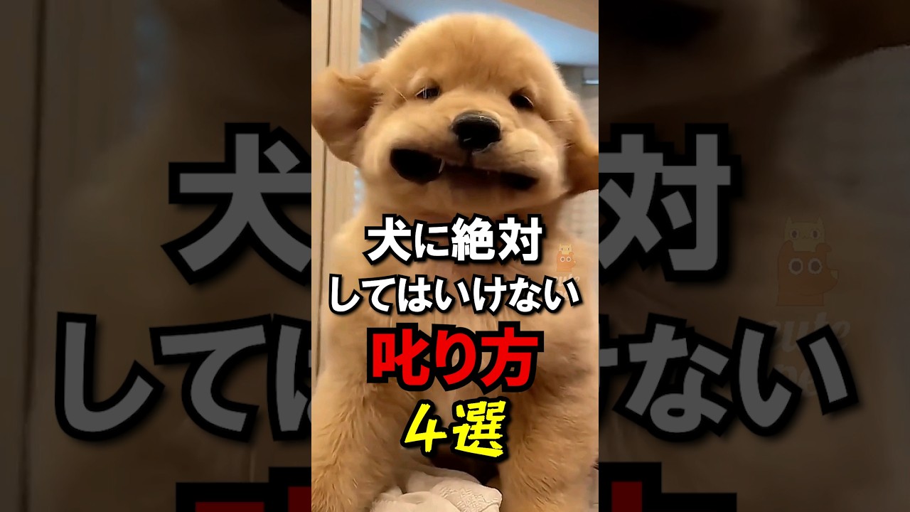 犬にこれする人は飼い主失格