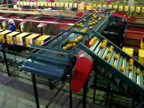 Smitko Packhouse 10.AVI