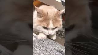 爪研ぐ場所間違ってますよ？？ #Shorts  #マンチカン