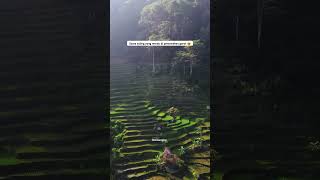 Download lagu SUARA SULING YANG MERDU DI PERSAWAHAN GARUT 😍 #shorts mp3