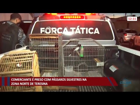 Comerciante é preso com pássaros silvestres na zona norte de Teresina 11 06 2021
