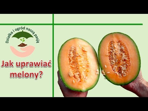 , title : '[76] Jak uprawiać melony?'