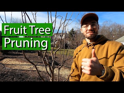 , title : 'PRUNING Fruit Trees | Cut Types | Bud Identification'