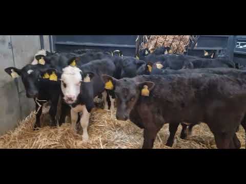 12 Super Angus & Hereford bull calves for sale - Image 2