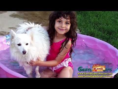 World Class Canine Nutrition Dog Food