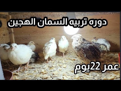 , title : 'تربيه السمان الهجين عمر 22يوم'