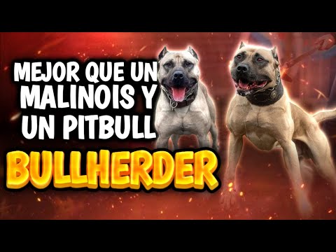 This Hybrid HUMILIATES Any Working Dog! (Bullherder and Molossosherder)