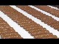 An Inside Look At The Mars Chocolate Factory In Cleveland TN
