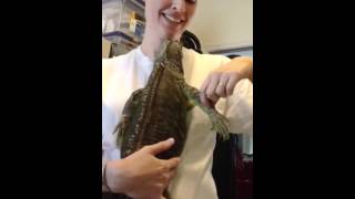 G&#39;mo is a relaxed lizard